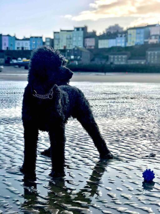 Flat 1 Flint House Tenby - 2 Bedroom - Garden - Dog Friendly Екстериор снимка